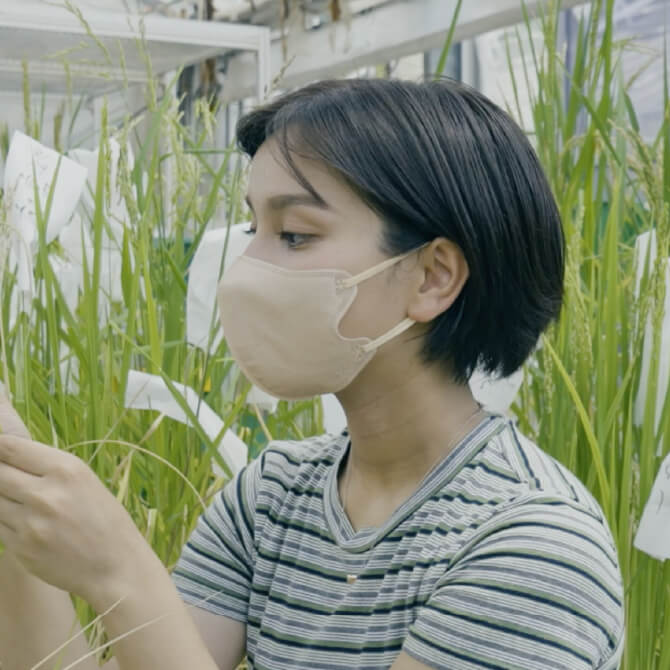 農業生産科学科／育種学研究室川浦 綾花