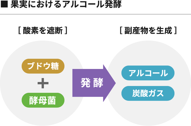 果実におけるアルコール発酵のイメージ図