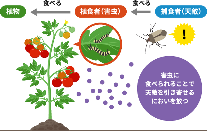 植物が巧みな戦略で害虫からその身を守っているイメージ図