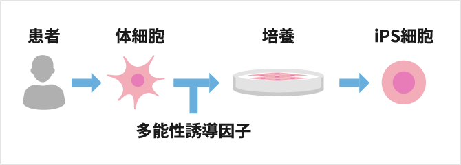 iPS細胞イメージ図