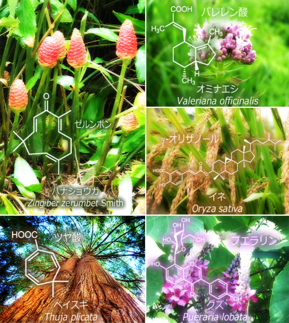 植物の持つ分子構造のイメージ