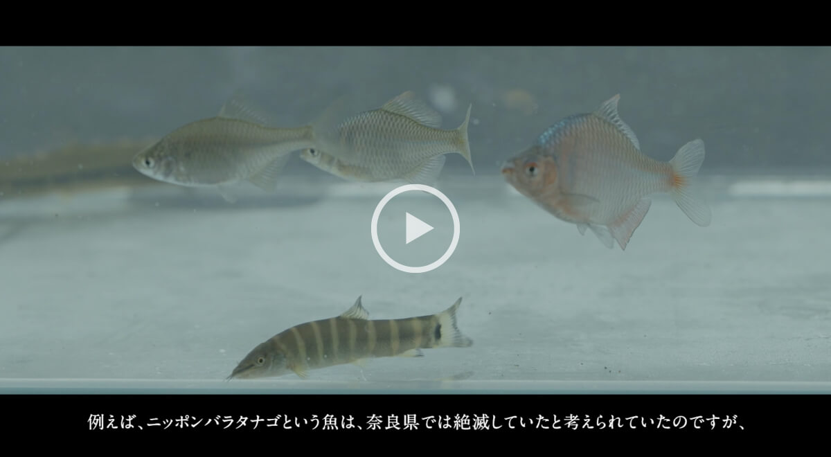 絶滅危惧種の魚を守り、育てる取り組み。里山ではぐくまれる「ぺたきんの恵み」ブランドとは。スクリーンショット