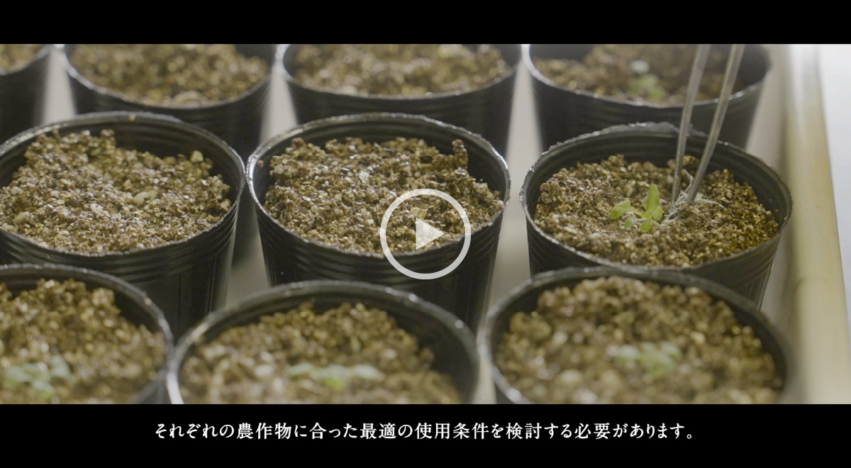 植物をストレスから守る身近な化合物とは？ めざすは食料問題解決への貢献。スクリーンショット