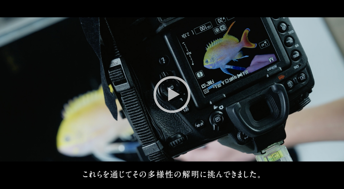 魚拓や雑誌に残された生物多様性情報を収集・分析。魚の生態系を守り、残していくために。スクリーンショット