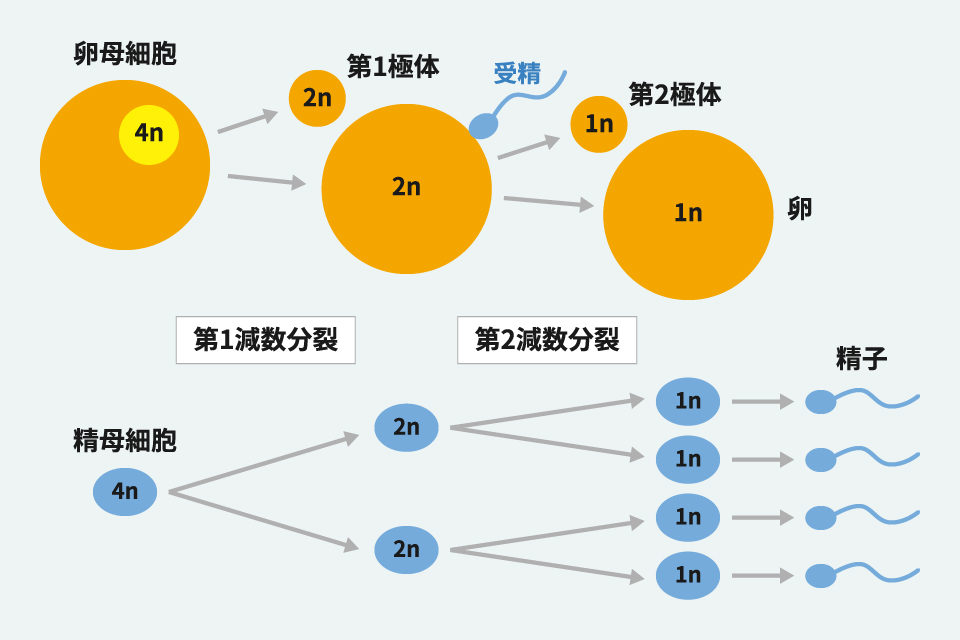 卵形成、精子形成における減数分裂の図