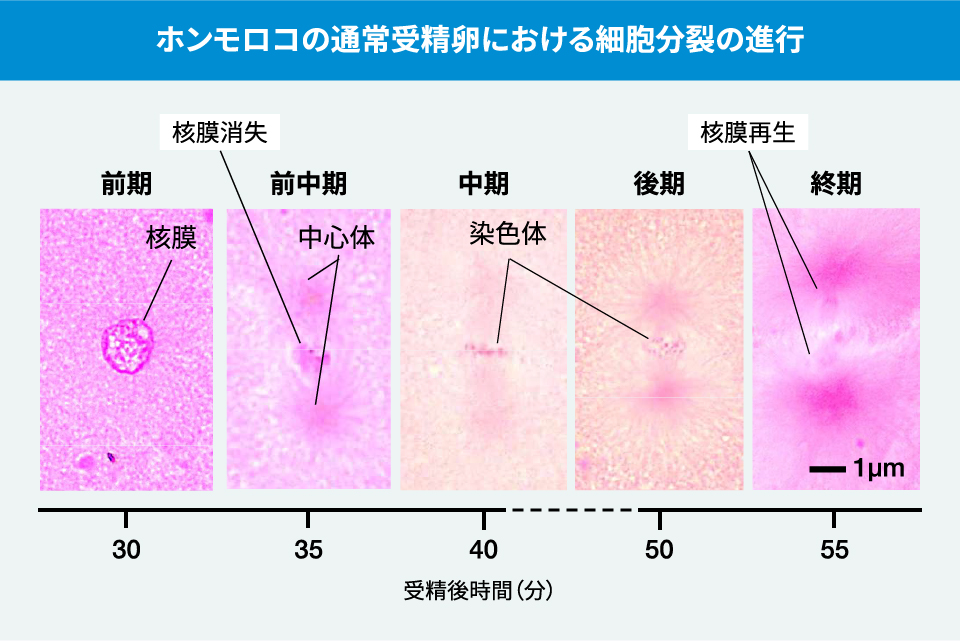 ホンモロコの通常受精卵における細胞分裂の進行
