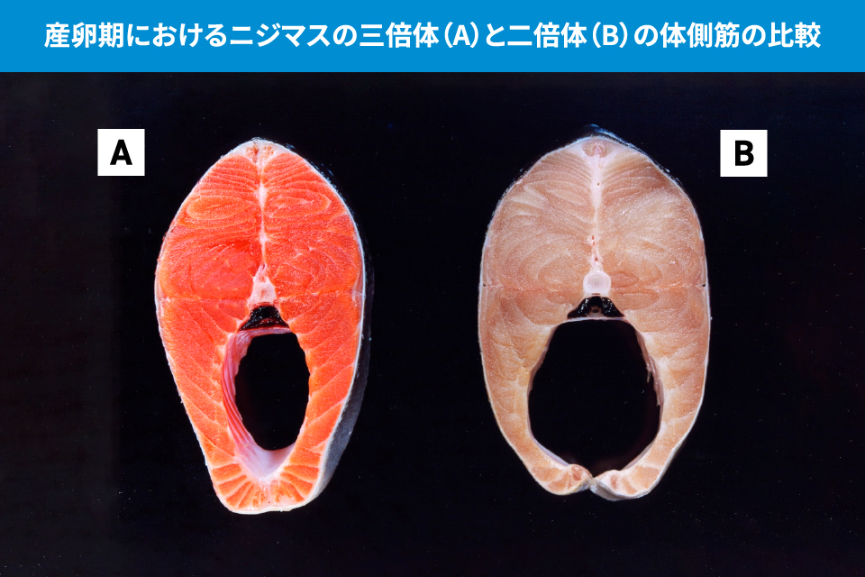 産卵期におけるニジマスの三倍体(A)と二倍体(B)の体側筋の比較