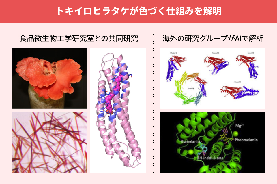 トキイロヒラタケが色づく仕組みを解明