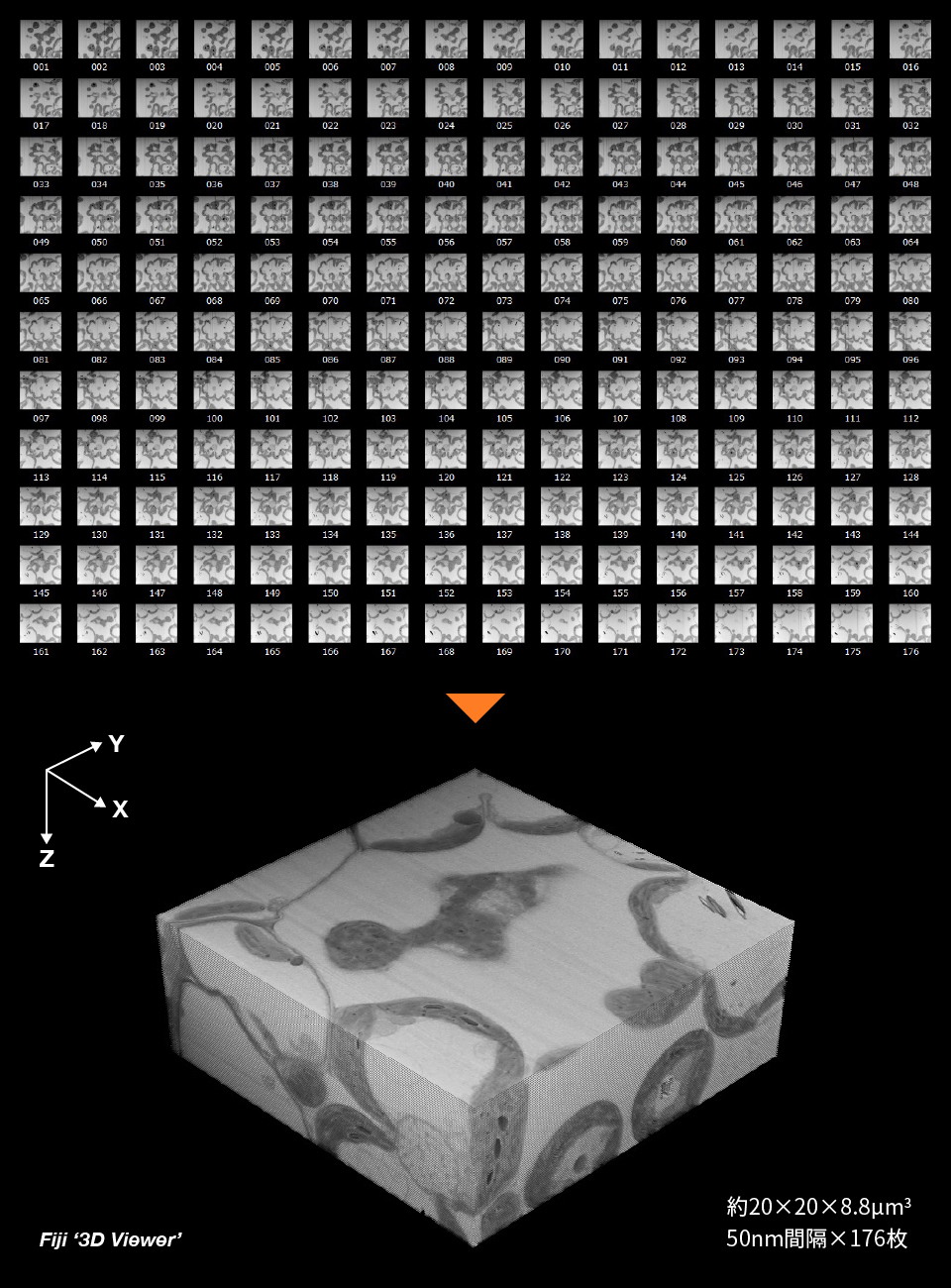連続断層画像とそれをもとに構築した立体画像