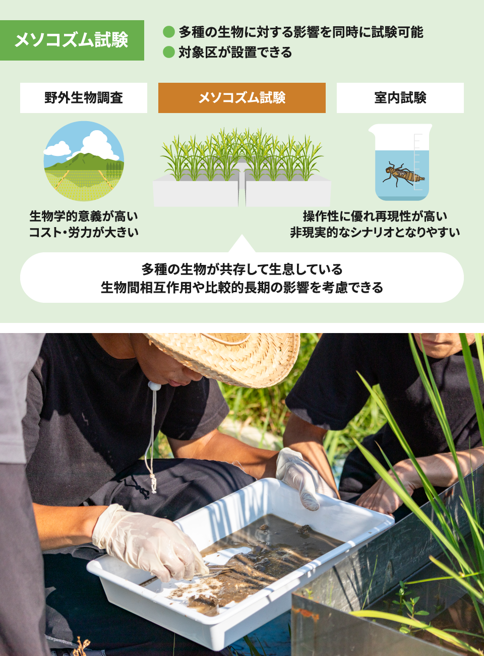メソコスム試験の写真