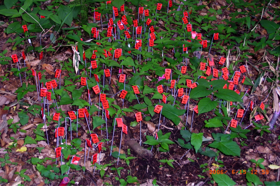 区画から芽が出てる写真（ミズキ、アズキナシ）旗を立てている