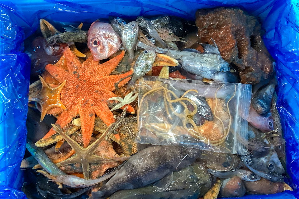 さまざまな深海生物