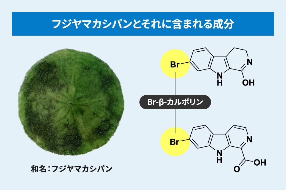 フジヤマカシパンとそれに含まれる成分