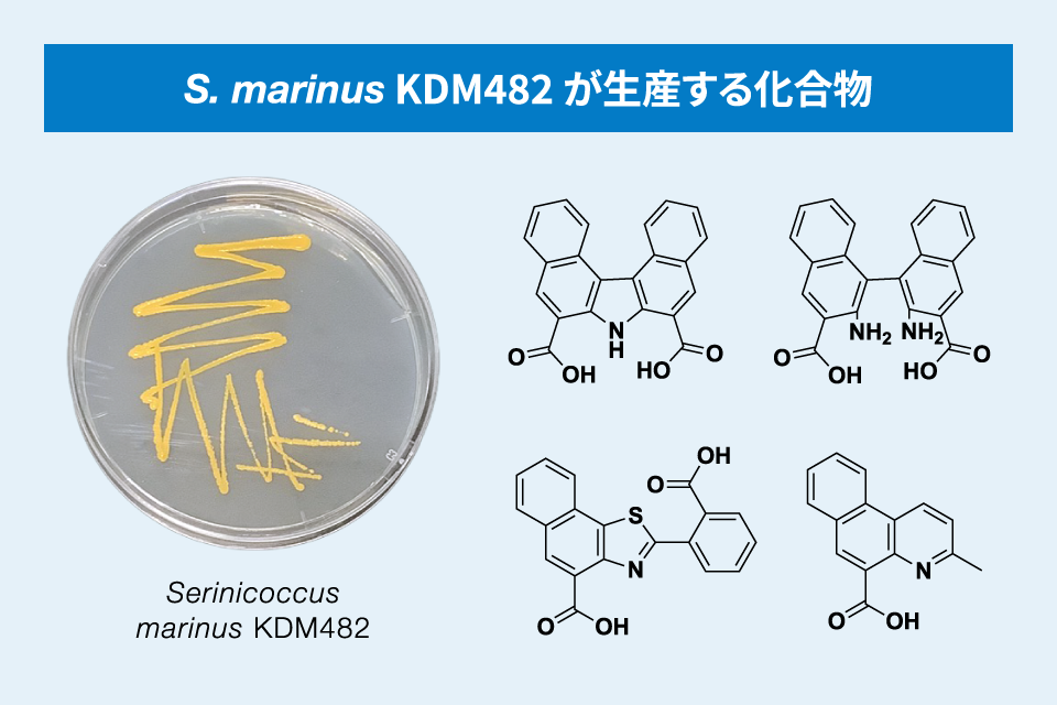 S. marinus KDM482 が生産する化合物