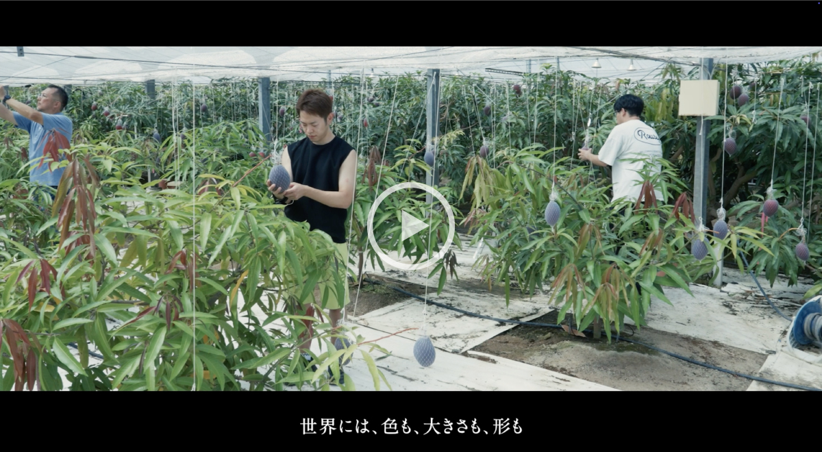 開花・成熟・品種の特性から、国産マンゴーの可能性を広げる。スクリーンショット