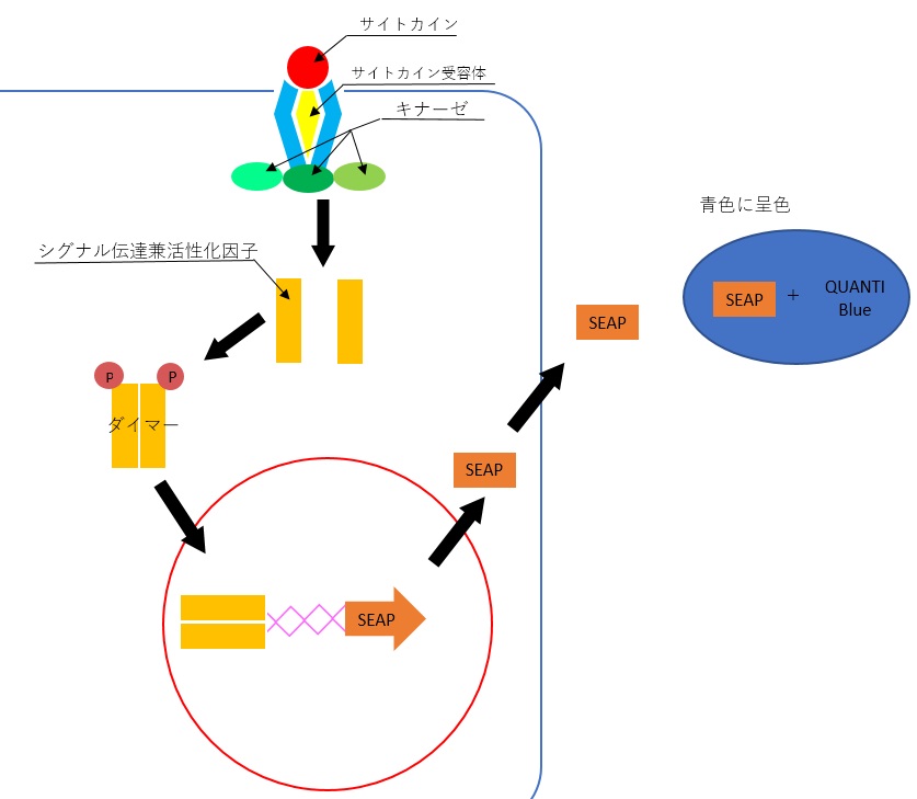 cellseap1
