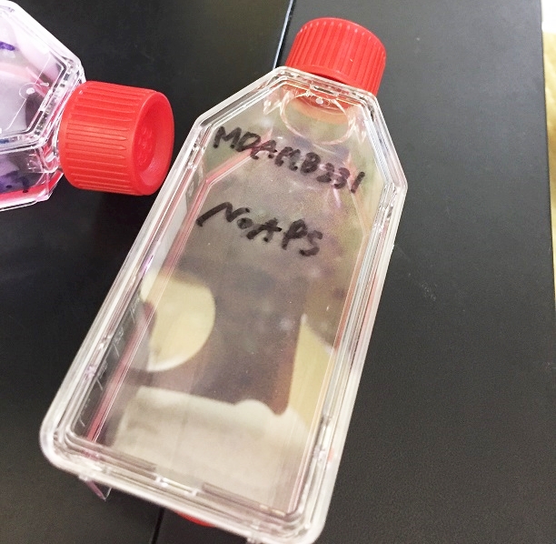 MDAMB213