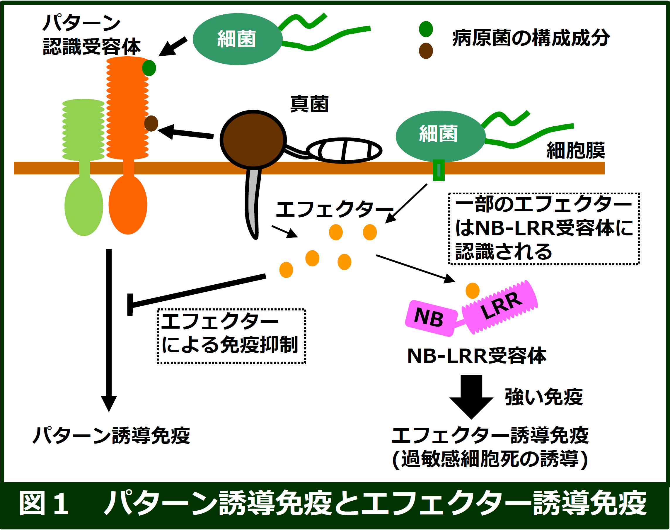 研究内容 Tsutomu Kawasaki Lab