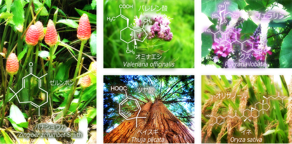 天然物有機化学研究室