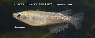 20090627-IMG_7742（京都府油江、北日本）.tif