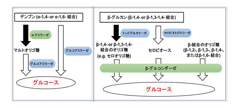 マツタケの人工栽培に関する研究