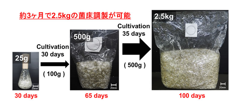 マツタケの人工栽培に関する研究