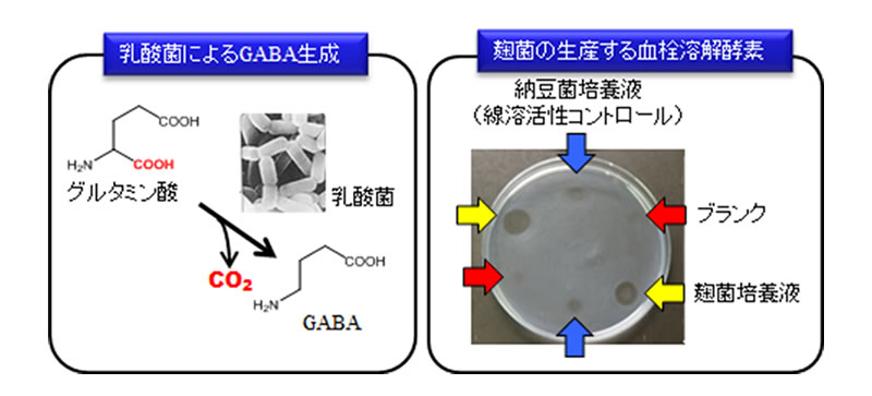 微生物の醗酵能を利用した食品の機能性強化